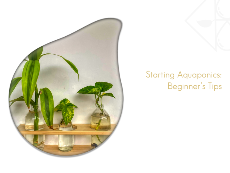 Read more about the article Aquaponics systems: how to get started