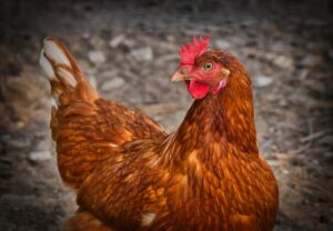 chicken, hen, animal-3727097.jpg