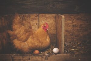 chicken, hen, eggs-1867521.jpg